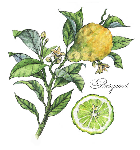 Bergamot + Ambergris