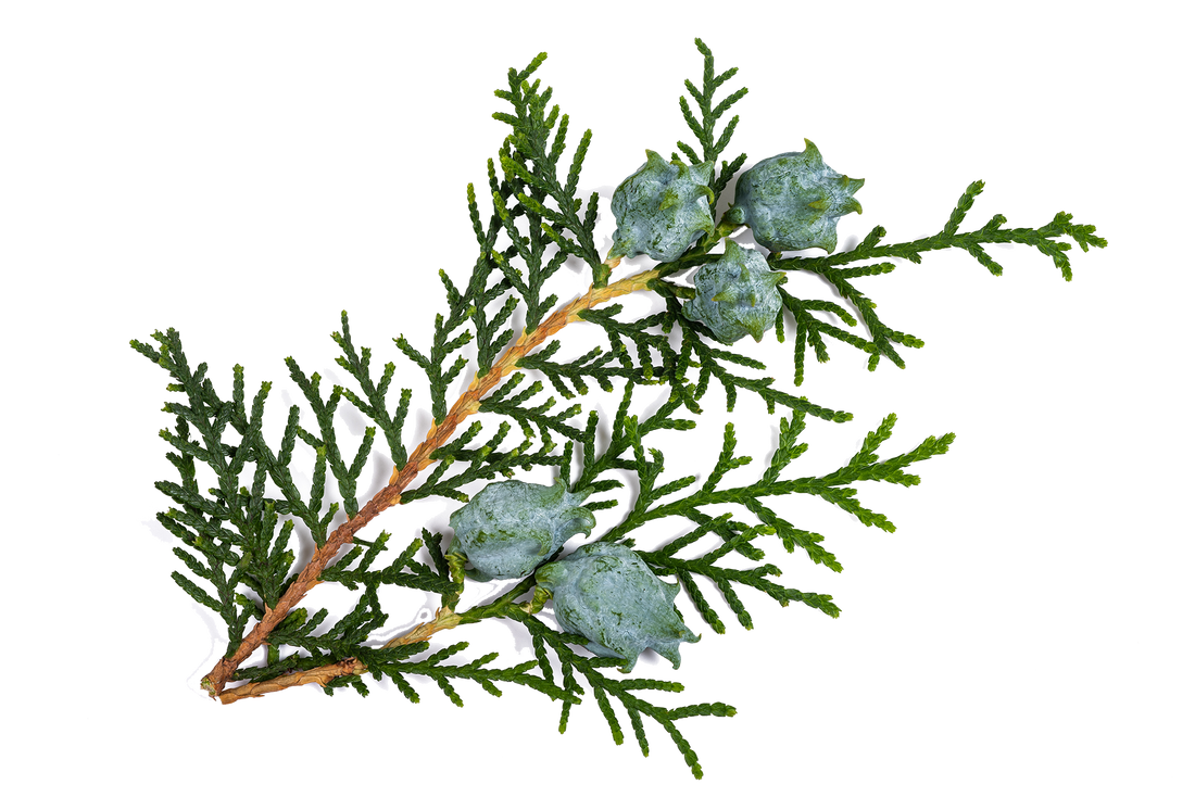 Cypress and Bayberry