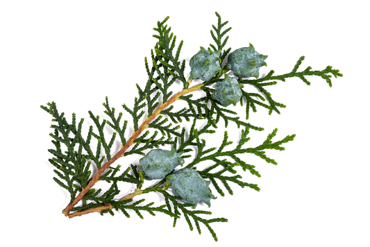 Cypress and Bayberry