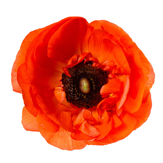 Poppy Petals + Patchouli